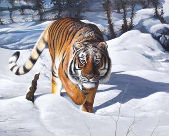 Tiger in snow